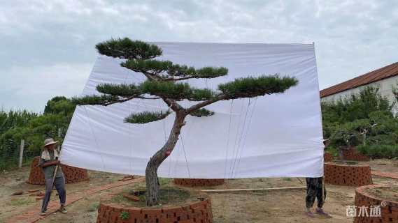 15公分造型松
