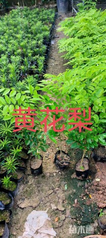 1公分黄花梨