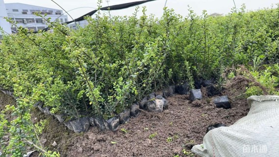 高度30厘米龟甲冬青