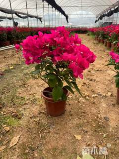 高度50厘米同安红三角梅