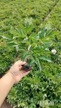 高度35厘米芍药