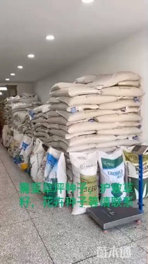 绿化种籽高羊茅种子