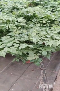 0.5公分幸福树