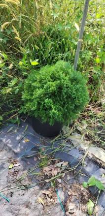 高度50厘米球柏