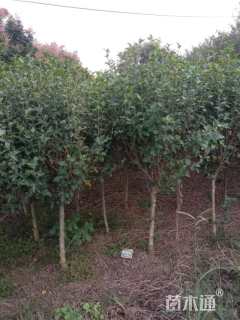 高度280厘米木槿