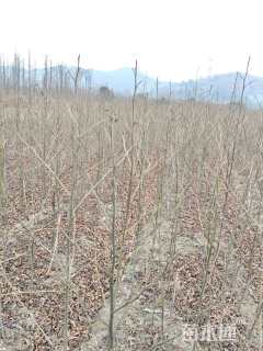 高度250厘米枫香小苗