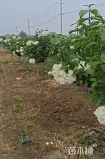 高度180厘米中华木绣球