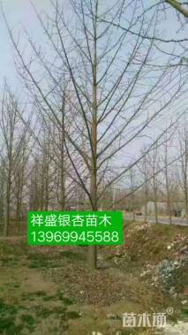 30公分银杏