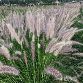 高度30厘米狼尾草