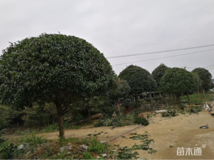 10公分桂花