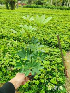 高度20厘米鸭脚木