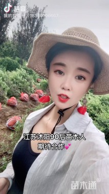 冠幅120厘米火棘球