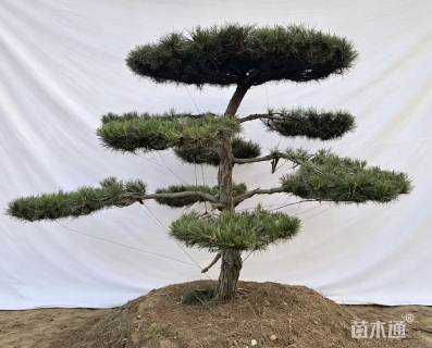20公分别墅庭院主景造型松