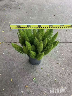 高度30厘米狐尾天门冬