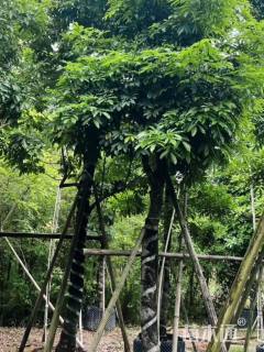 15公分海南红豆