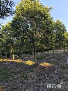 16公分大叶女贞