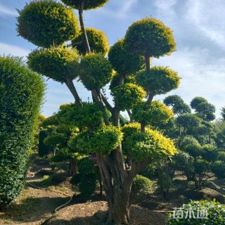 高度200厘米金叶女贞