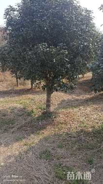 12公分桂花