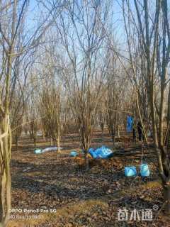 12公分西府海棠