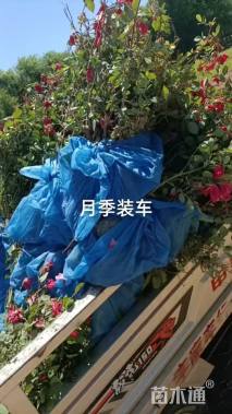 高度30厘米月季