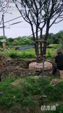 75公分丛生朴树