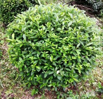 冠幅100厘米毛鹃球