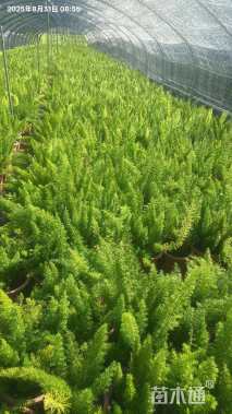 高度25厘米狐尾天门冬