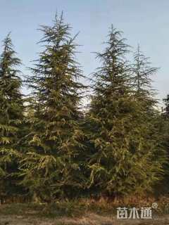 高度750厘米雪松