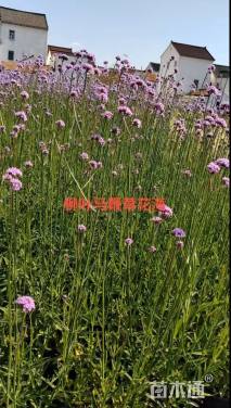 高度60厘米柳叶马鞭草