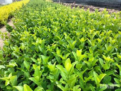 高度20厘米卫矛