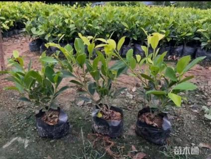 高度20厘米黄金榕