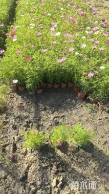 高度23厘米波斯菊