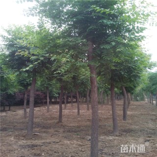 10公分栾树