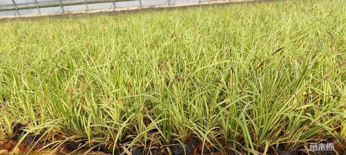 高度15厘米金叶苔草