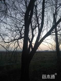 高度50000厘米沙枣