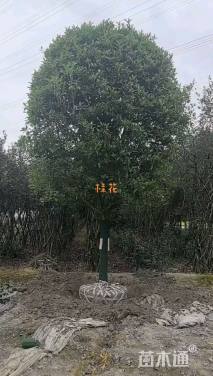20公分桂花