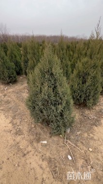 高度100厘米塔桧