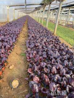 高度20厘米红叶甜菜