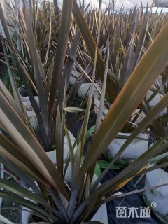 高度60厘米新西兰亚麻