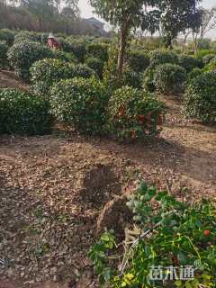 冠幅130厘米无刺枸骨球