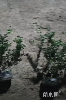 高度30厘米龟甲冬青