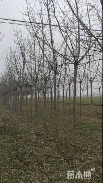 8公分金叶复叶槭