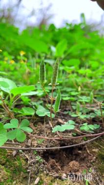 红花酢浆草种球