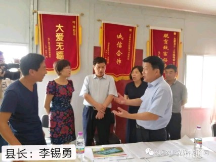 11公分楸树