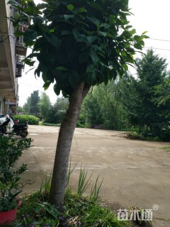 25公分红花玉兰