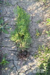 高度35厘米洒金柏