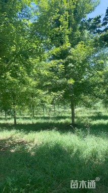 16公分美国红枫