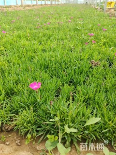 高度20厘米夏堇