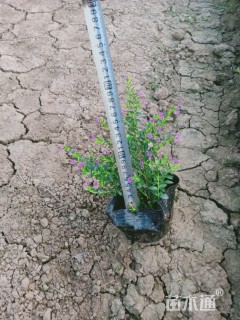 高度20厘米萼距花
