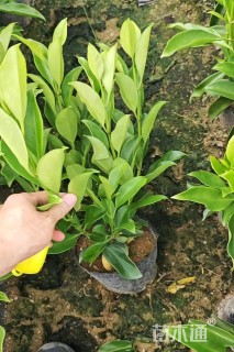 高度40厘米非洲茉莉